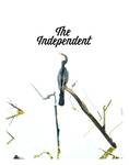 The Independent Ed. 10 by Rollins College Students
